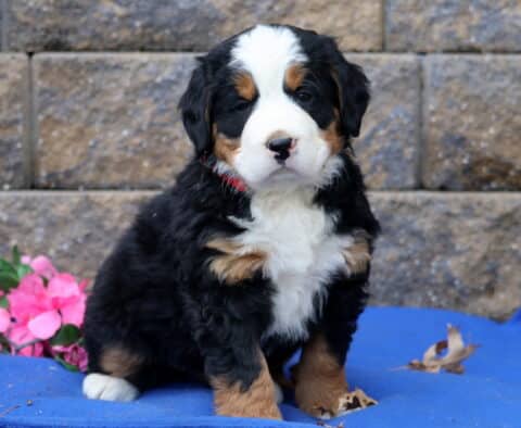 Pixie Bernese
