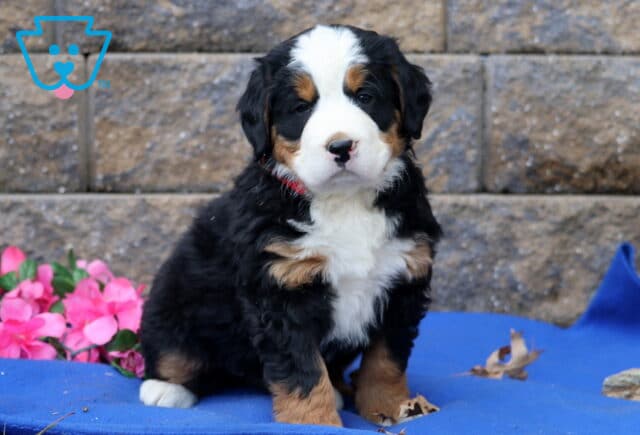Pixie Bernese image