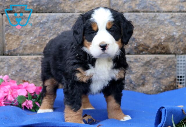 Pixie Bernese2 image