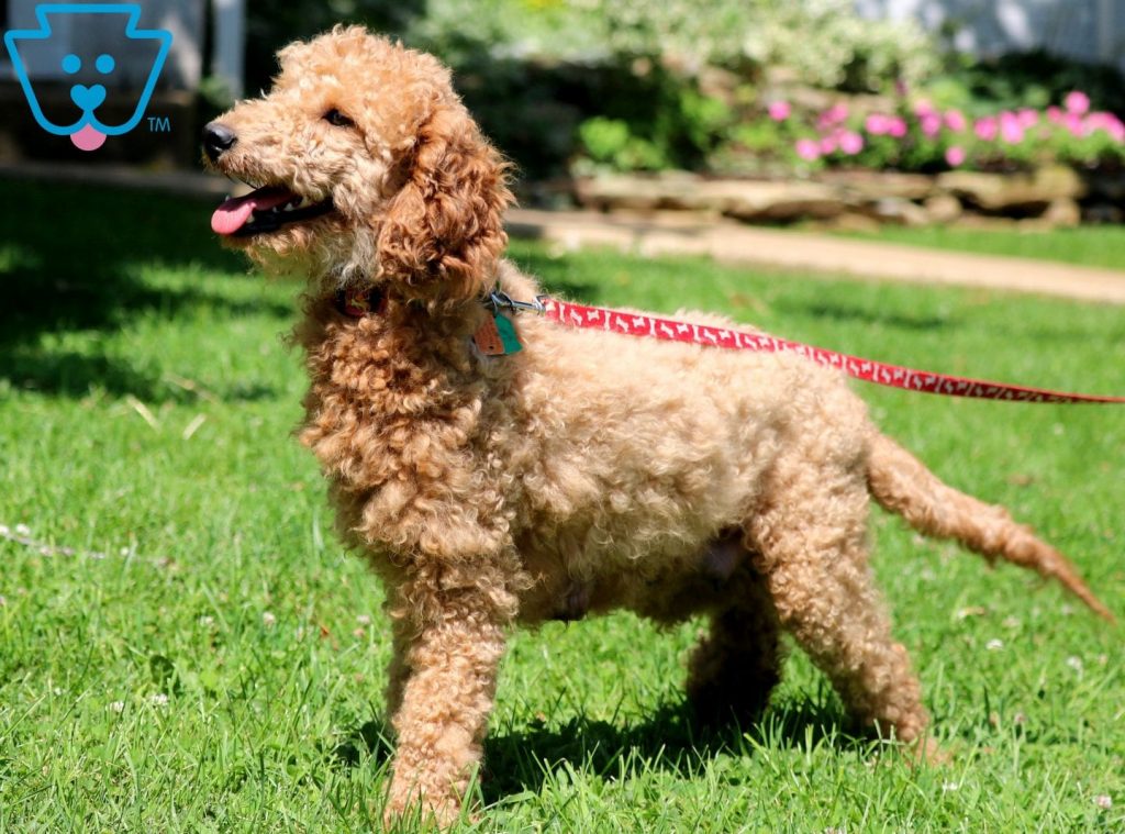 Pixy Mini Goldendoodle 2