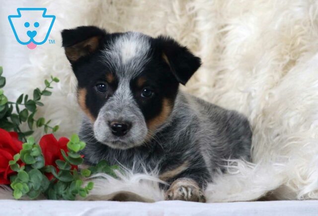 Pluto Blue Heeler