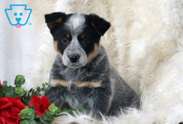 Pluto Blue Heeler2