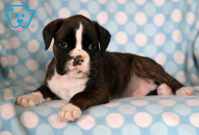 Pluto Boxer image