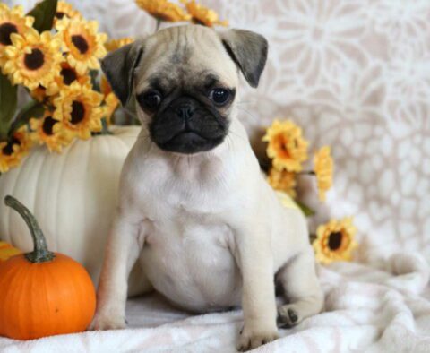 Pluto Pug