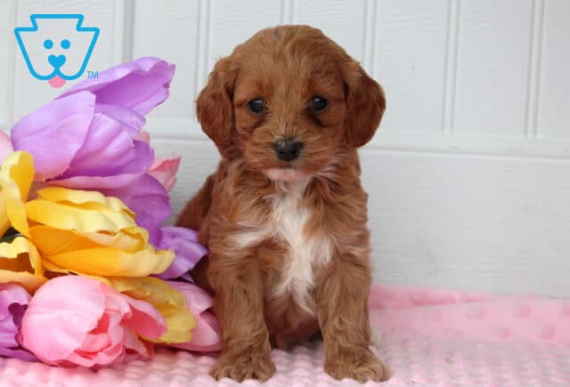 Polly Cockapoo image