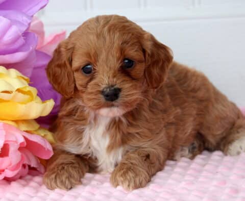 Polly Cockapoo2