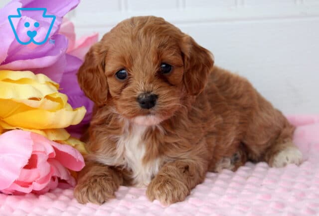 Polly Cockapoo2 image