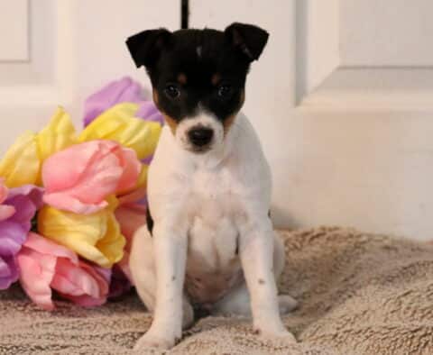 Polly Jack Russell