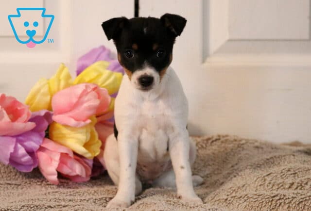 Polly Jack Russell image