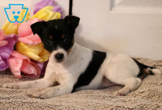 Polly Jack Russell2 image