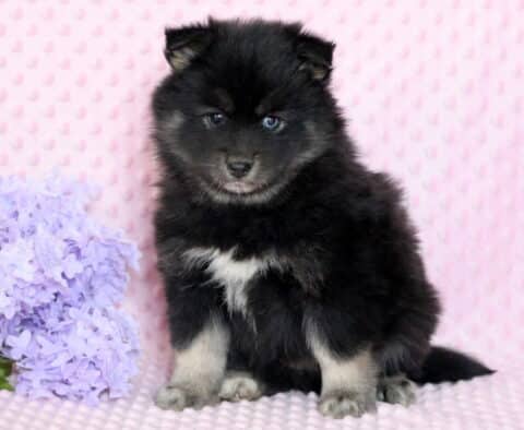 Polly Pomsky