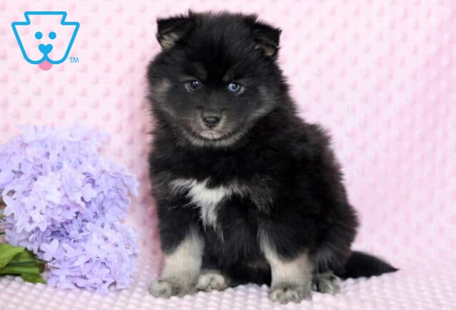 Polly Pomsky image