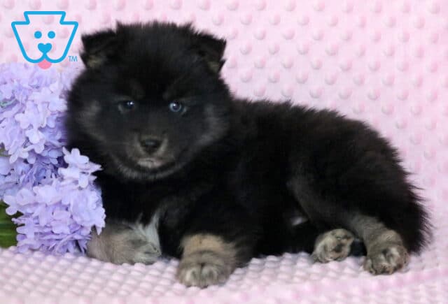 Polly Pomsky2 image