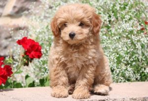 pomapoo puppies for sale