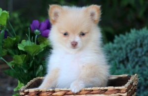 Pomchi