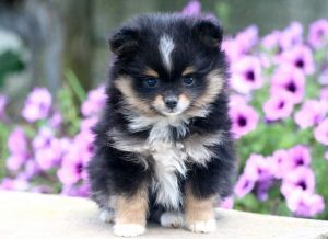 pomeranian puppies for sale