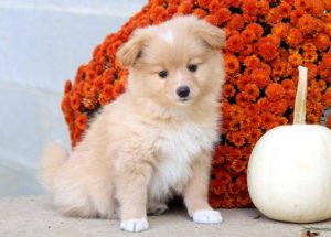 pomeranian mix puppies for sale