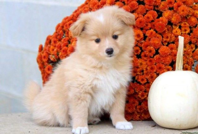 pomeranian mix puppies for sale