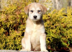 pomsky mix puppies for sale