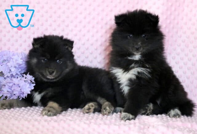 Pomsky Puppies image