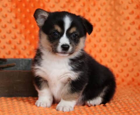 Pongo Corgi3