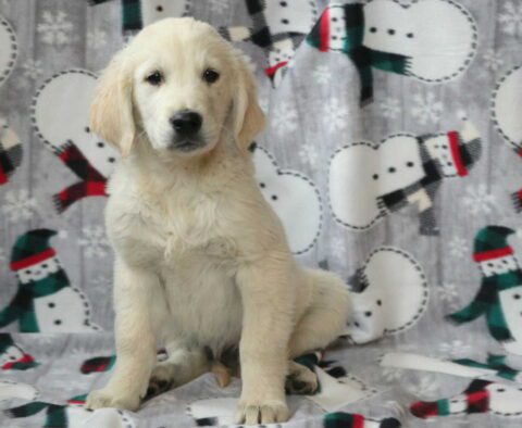 Pooch EC Golden