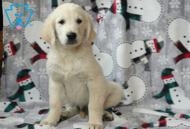 Pooch EC Golden image