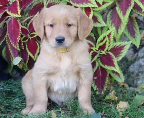 Pooch Golden Retriever
