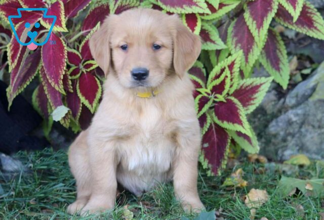 Pooch Golden Retriever image