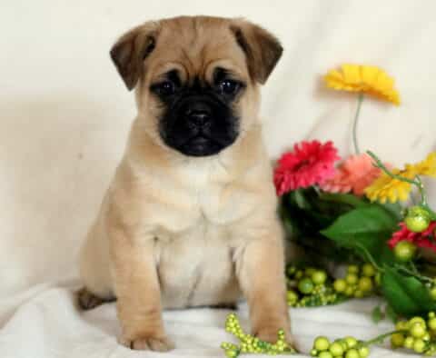 Pooch Jug2