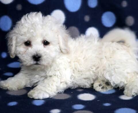 Poppy Bichon
