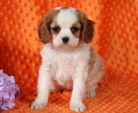Porky Cavalier