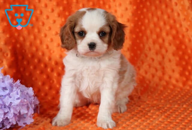 Porky Cavalier image