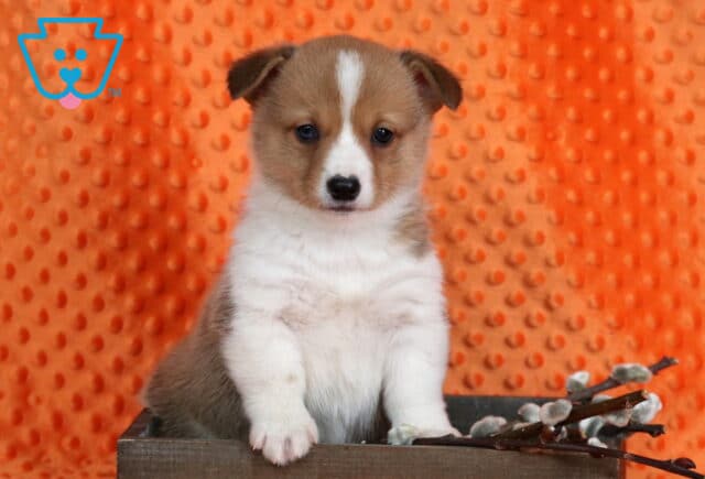 Porky Corgi image