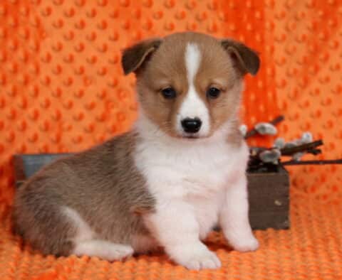 Porky Corgi2