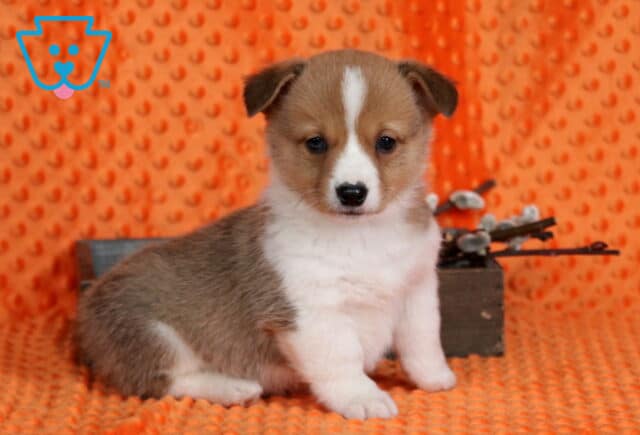 Porky Corgi2 image