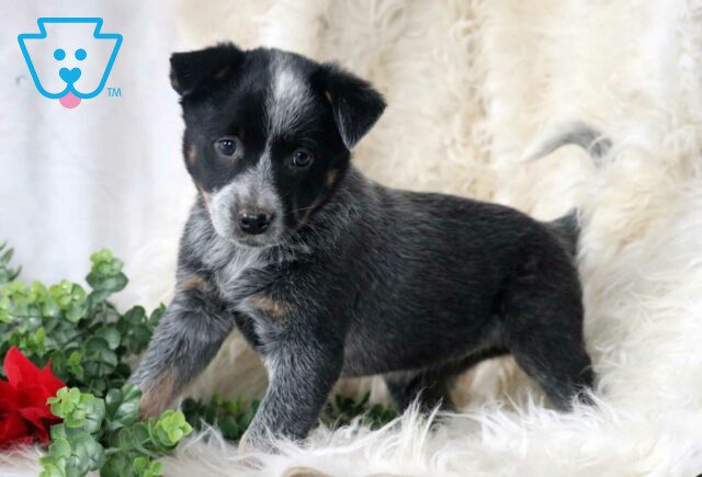 Porsha Blue Heeler2