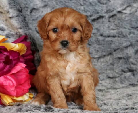 Porsha Cavapoo