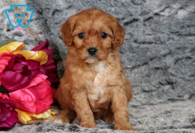 Porsha Cavapoo image