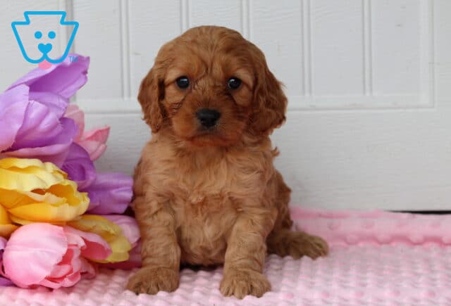 Porsha Cockapoo image