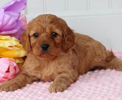 Porsha Cockapoo2