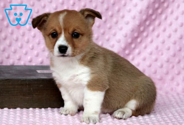 Porsha Corgi image