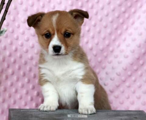 Porsha Corgi2