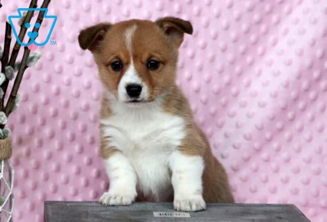 Porsha Corgi2 image