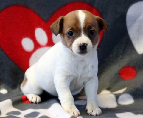 Porsha Jack Russell