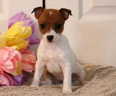 Porsha Jack Russell