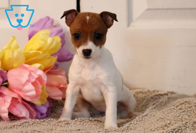 Porsha Jack Russell image