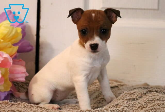 Porsha Jack Russell2 image