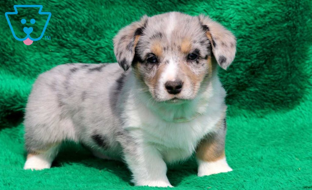 White and tan Bernedoodle for sale