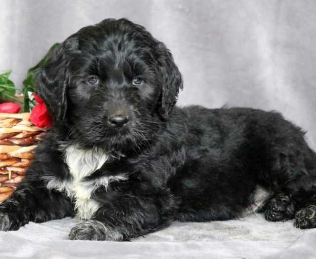 Portuguese Water Dog Mix for sale
